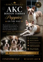 Upcoming litter, a  Boston Terrier for sale in Hogansville, GA – 1 of 1
