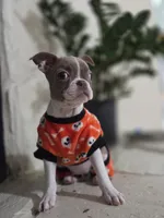 Liberty , a female Boston Terrier for sale in Hogansville, GA – 2 of 4