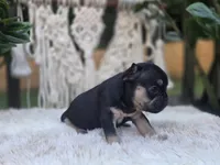 Sugar, a female French Bulldog for sale in Hogansville, GA – 2 of 2