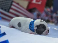 Justice, a male Boston Terrier for sale in Hogansville, GA – 2 of 3