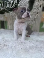 Liberty , a female Boston Terrier for sale in Hogansville, GA – 2 of 4