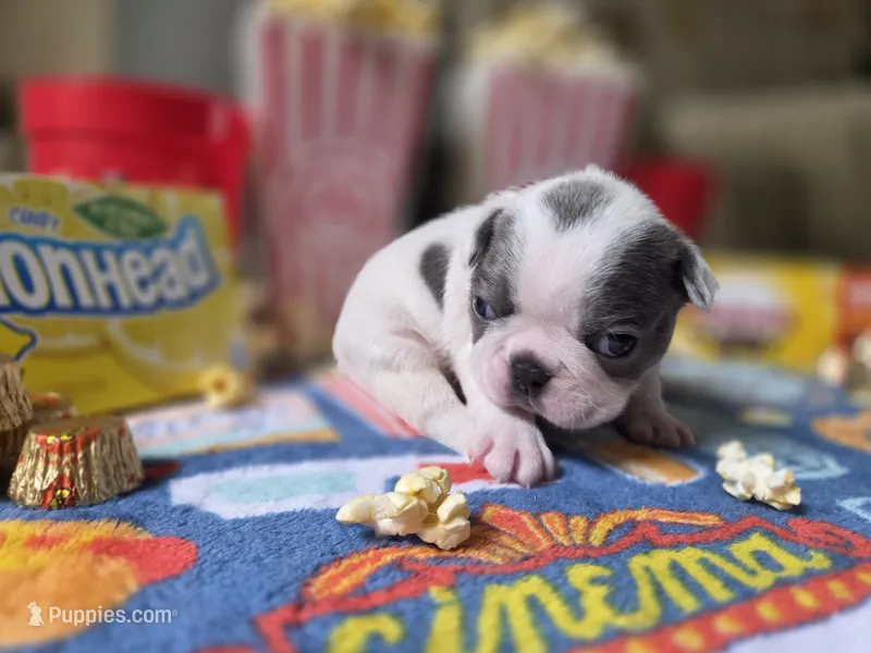 Justice – Boston Terrier puppy for sale in Hogansville, GA