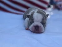 Freedom, a female Boston Terrier for sale in Hogansville, GA – 2 of 3