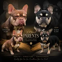 Candy, a female French Bulldog for sale in Hogansville, GA – 2 of 2