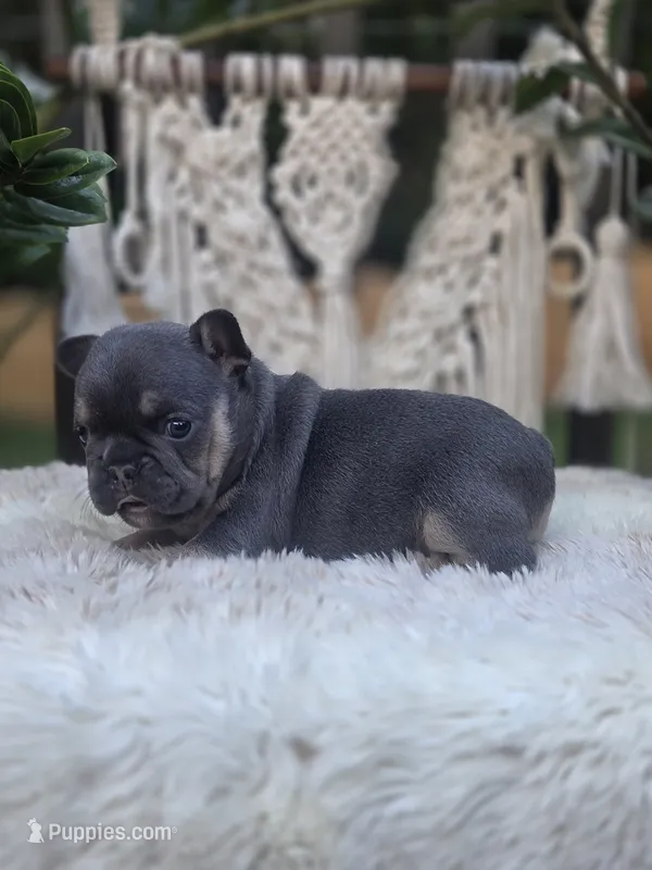 Candy – French Bulldog puppy for sale in Hogansville, GA
