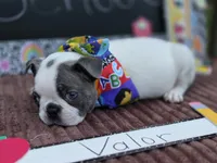 Valor , a male Boston Terrier for sale in Hogansville, GA – 3 of 4