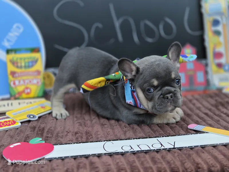 Candy – French Bulldog puppy for sale in Hogansville, GA