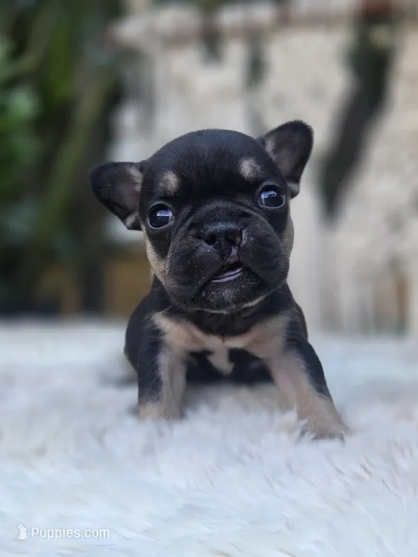 Sugar – French Bulldog puppy for sale in Hogansville, GA