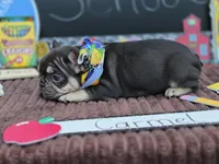 Carmel , a female French Bulldog for sale in Hogansville, GA – 2 of 4