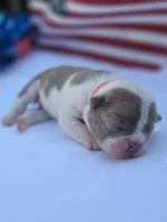 Liberty , a female Boston Terrier for sale in Hogansville, GA – 2 of 3