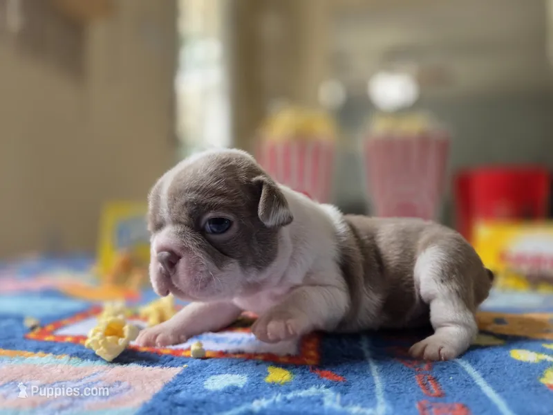 Liberty  – Boston Terrier puppy for sale in Hogansville, GA