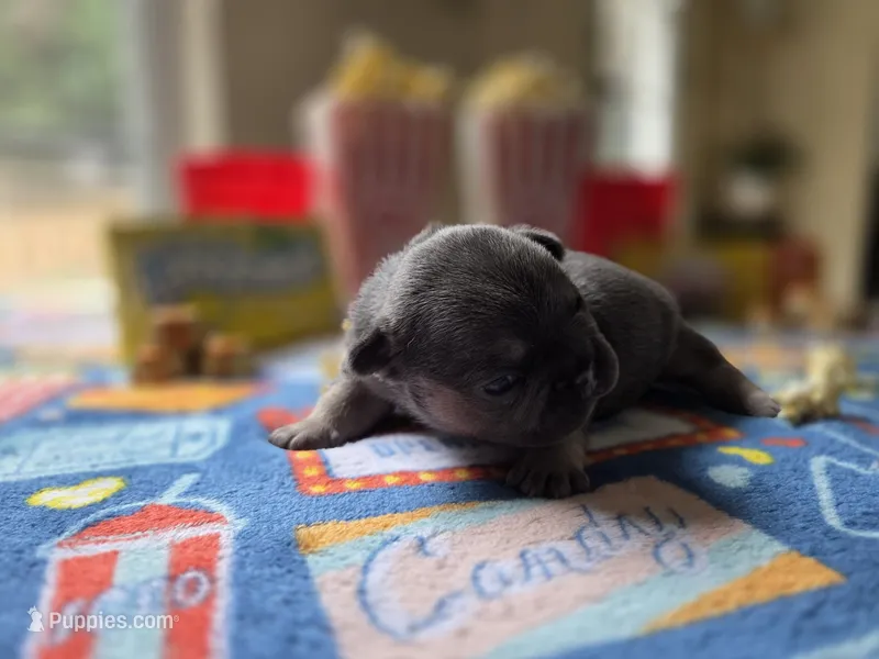 Candy – French Bulldog puppy for sale in Hogansville, GA