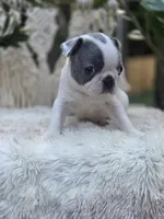 Justice, a male Boston Terrier for sale in Hogansville, GA – 3 of 4