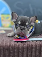 Carmel , a female French Bulldog for sale in Hogansville, GA – 3 of 4