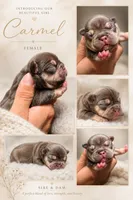 Carmel , a female French Bulldog for sale in Hogansville, GA – 1 of 2