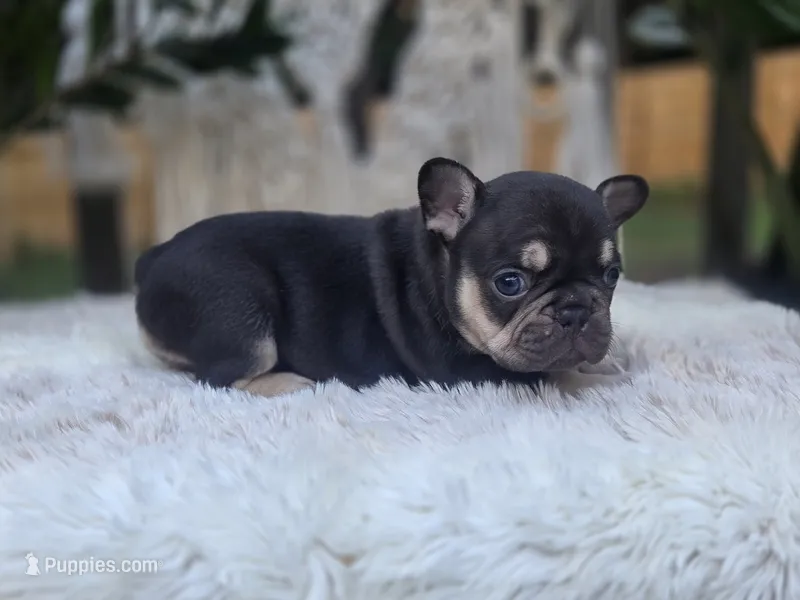 Carmel  – French Bulldog puppy for sale in Hogansville, GA