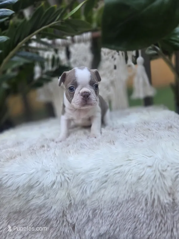America  – Boston Terrier puppy for sale in Hogansville, GA