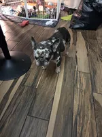 Pinky, a female French Bulldog for sale in Hogansville, GA – Photo 2 of 2