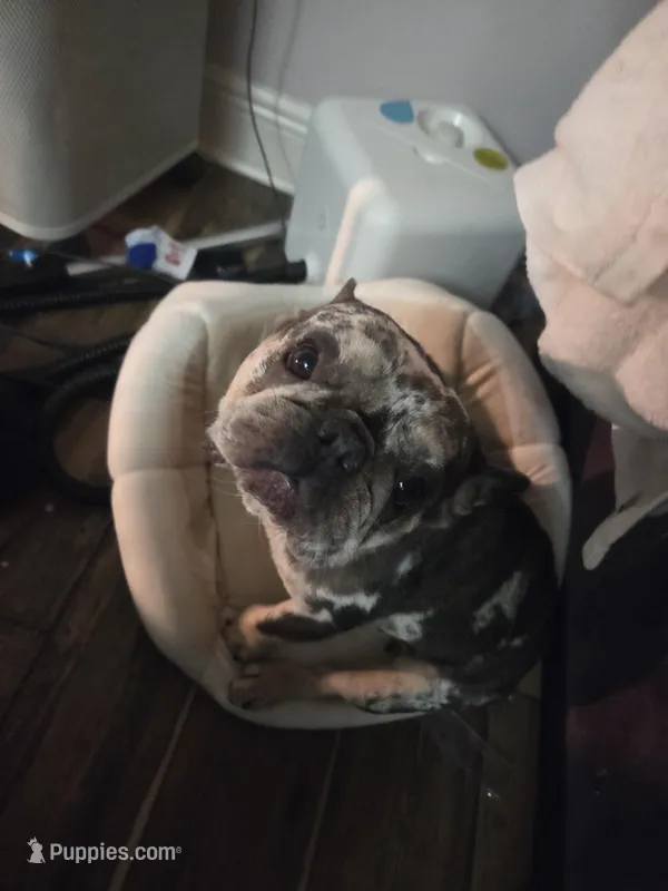 Pinky – French Bulldog puppy for sale in Hogansville, GA