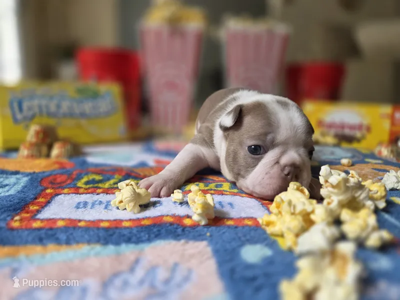 America  – Boston Terrier puppy for sale in Hogansville, GA