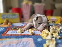 America , a female Boston Terrier for sale in Hogansville, GA – 1 of 4