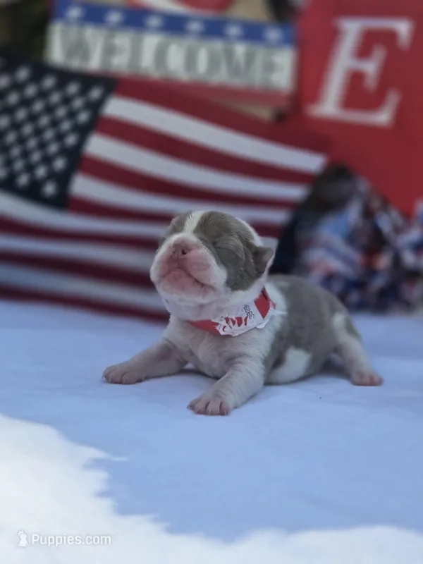 Liberty  – Boston Terrier puppy for sale in Hogansville, GA