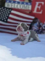 Liberty , a female Boston Terrier for sale in Hogansville, GA – 1 of 3