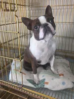 Minnie , a female Boston Terrier for sale in Hogansville, GA – 2 of 2