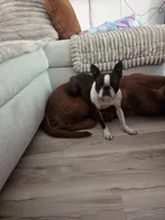 Minnie , a female Boston Terrier for sale in Hogansville, GA – 1 of 2