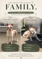 Justice, a male Boston Terrier for sale in Hogansville, GA – 3 of 3