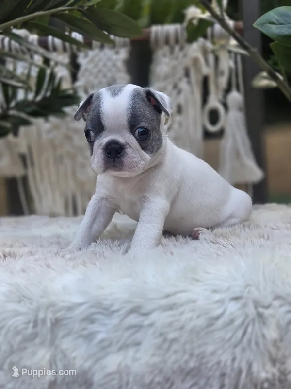 Justice – Boston Terrier puppy for sale in Hogansville, GA