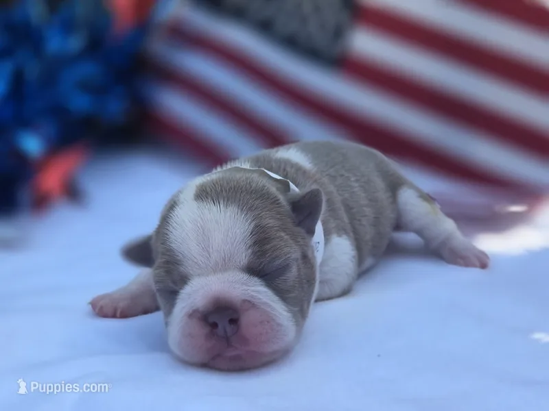 Freedom – Boston Terrier puppy for sale in Hogansville, GA