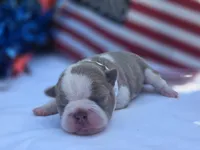 Freedom, a female Boston Terrier for sale in Hogansville, GA – 1 of 3