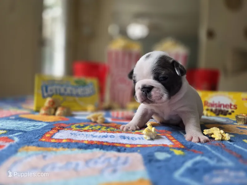 Valor  – Boston Terrier puppy for sale in Hogansville, GA