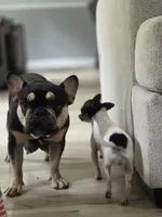 Penelope, a female French Bulldog for sale in Hogansville, GA – 1 of 2