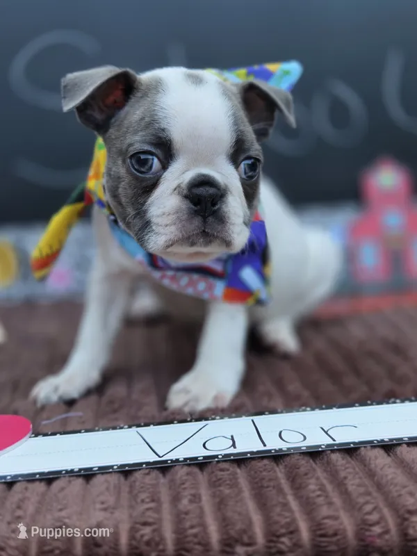 Valor  – Boston Terrier puppy for sale in Hogansville, GA