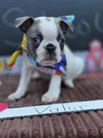 Valor , a male Boston Terrier for sale in Hogansville, GA – 1 of 4