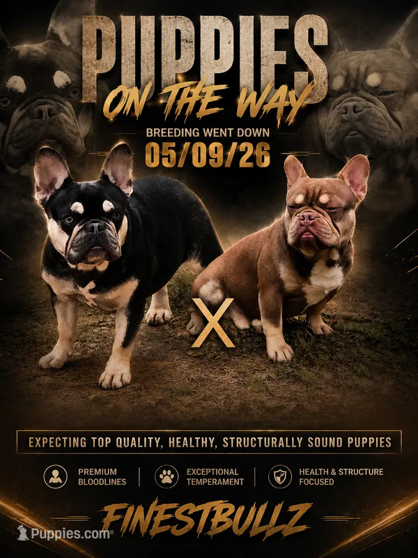 Upcoming litter – French Bulldog puppy for sale in Hogansville, GA