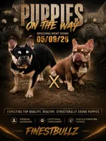 Upcoming litter, a  French Bulldog for sale in Hogansville, GA – 1 of 1