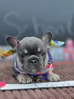 Candy, a female French Bulldog for sale in Hogansville, GA – 3 of 4