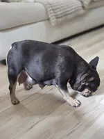 Penelope, a female French Bulldog for sale in Hogansville, GA – 2 of 2