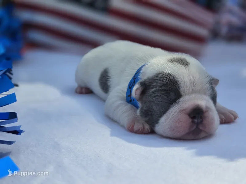 Justice – Boston Terrier puppy for sale in Hogansville, GA