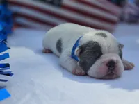 Justice, a male Boston Terrier for sale in Hogansville, GA – 1 of 3