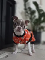 Liberty , a female Boston Terrier for sale in Hogansville, GA – 3 of 4