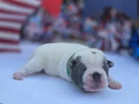 Valor , a male Boston Terrier for sale in Hogansville, GA – 2 of 3