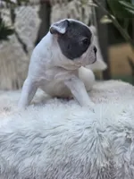 Justice, a male Boston Terrier for sale in Hogansville, GA – 4 of 4