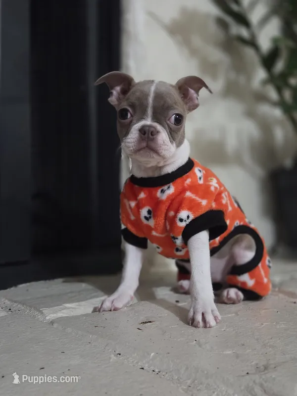 Liberty  – Boston Terrier puppy for sale in Hogansville, GA