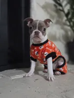 Liberty , a female Boston Terrier for sale in Hogansville, GA – 1 of 4