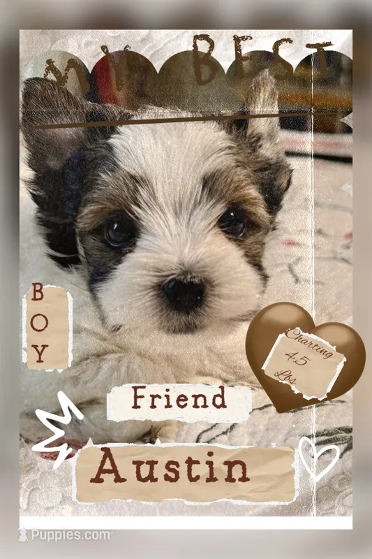Austin – Yorkshire Terrier puppy for sale in Dallas, TX