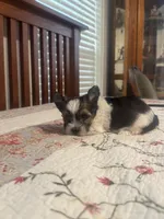 waco, a male Yorkshire Terrier for sale in Fort Worth, TX – 5 of 5
